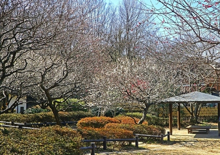 岡村梅林の梅