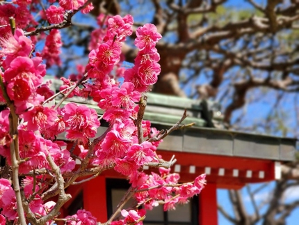 岡村天満宮の梅