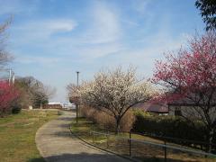 杉田梅林ふれあい公園 紹介写真2