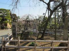 妙法寺 紹介写真2