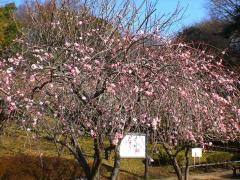 岡村公園 紹介写真2