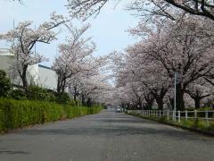 大岡川分水路河畔プロムナード 紹介写真2