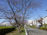大岡川分水路河畔プロムナードの桜写真1