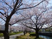 大岡川分水路河畔プロムナードの桜写真1