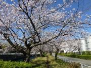 大岡川分水路河畔プロムナードの桜写真2
