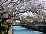 大岡川分水路河畔プロムナードの桜写真4