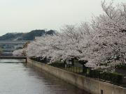 大岡川分水路河畔プロムナードの桜写真1