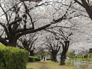 大岡川分水路河畔プロムナードの桜写真2