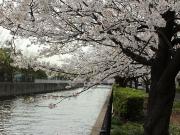 大岡川分水路河畔プロムナードの桜写真4