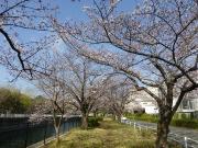 大岡川分水路河畔プロムナードの桜写真2