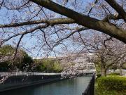 大岡川分水路河畔プロムナードの桜写真3