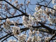 大岡川分水路河畔プロムナードの桜写真4