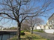 大岡川分水路河畔プロムナードの桜写真1