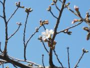 大岡川分水路河畔プロムナードの桜写真3