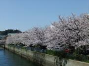大岡川分水路河畔プロムナードの桜写真1