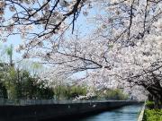 大岡川分水路河畔プロムナードの桜写真2