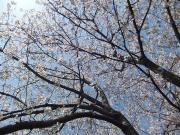 大岡川分水路河畔プロムナードの桜写真4