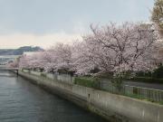 大岡川分水路河畔プロムナードの桜写真3