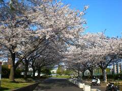 新杉田公園 紹介写真1
