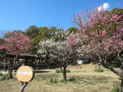 洋光台西公園 紹介写真2