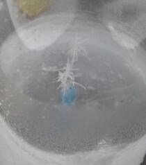 雪の結晶の実験です