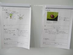 図鑑作りのシート