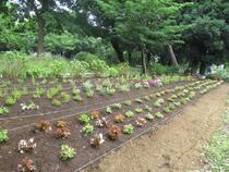 完成した花壇