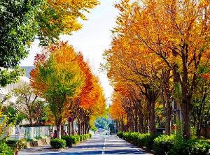 街路樹は秋の気配