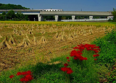 「秋の稲刈りと市営地下鉄」 