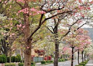 街路樹は秋の気配