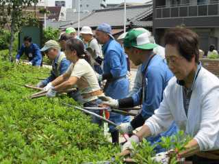 刈り込み作業