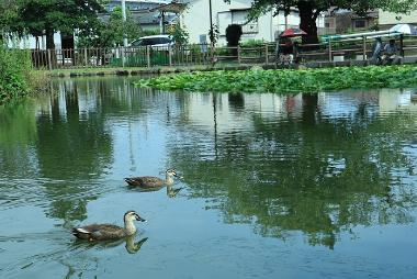 小中学生部門かめ太郎賞の写真