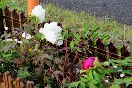 関ケ谷の辻公園の牡丹