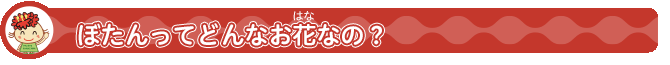 ぼたんってどんなお花なの？