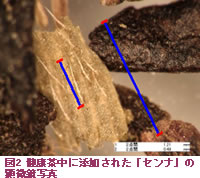 図2健康茶中に添加された「センナ」の顕微鏡写真