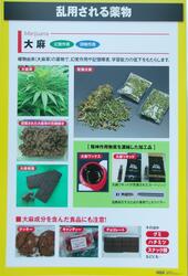 乱用される薬物（大麻）