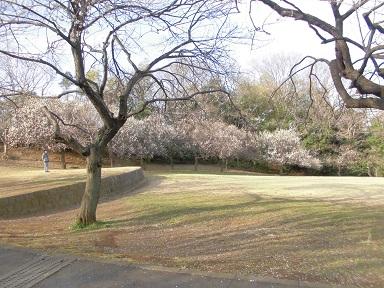 日吉公園下の広場