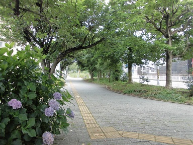 仲手原緑道写真