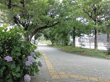 仲手原緑道写真