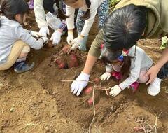 サツマイモ掘りの様子