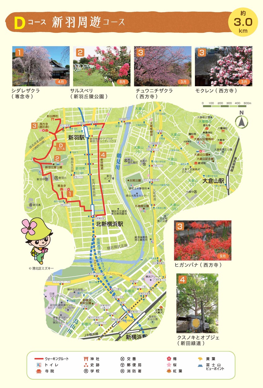 Dコース