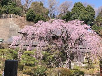 しだれ桜