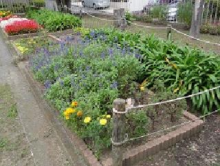 日野町原第二公園の花