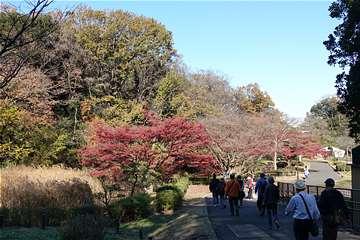 赤く色づいた木々と歩く人たちの写真