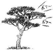 松の木の画像