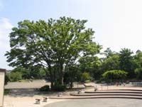 野庭中央公園の写真