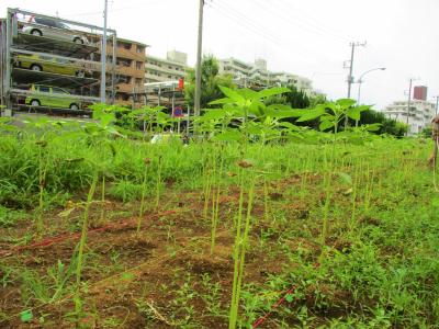 成長した苗１