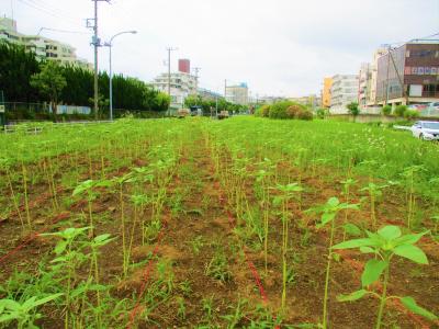 成長した苗２
