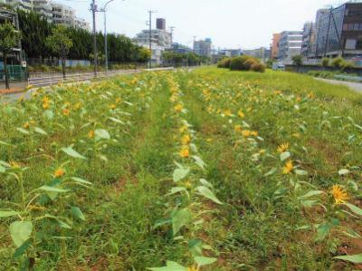 開花1