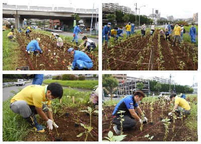 ひまわり植樹の様子